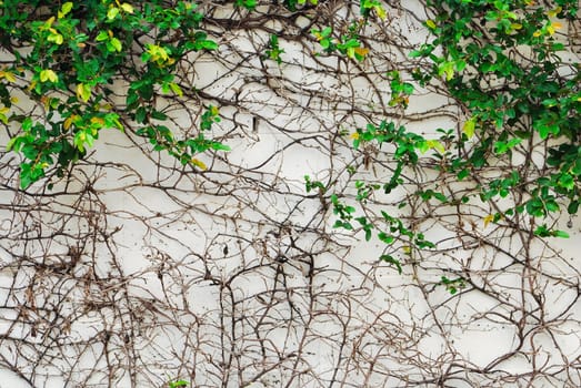 Ivy leaves and root on wall background