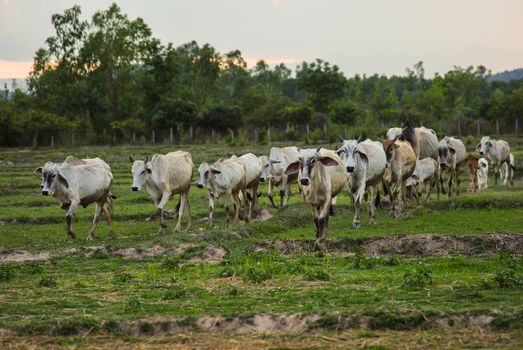 Cow grazing in meadow