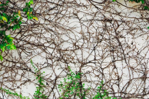 Ivy leaves and root on wall background