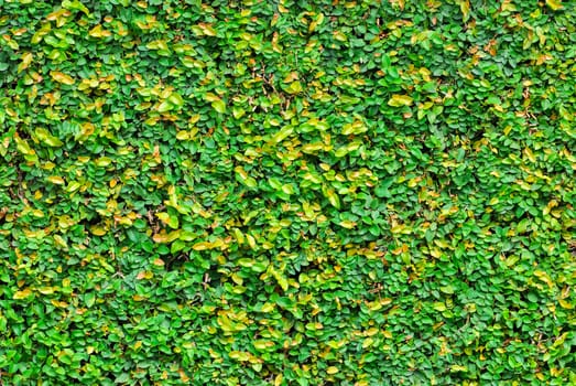 Green ivy leaves and root on wall background