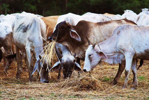 Cow grazing in meadow