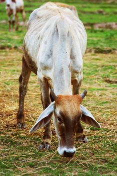Cow grazing in meadow