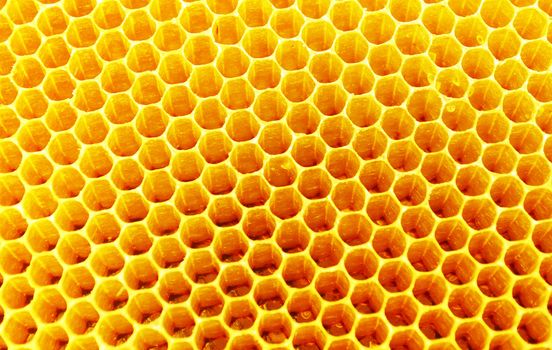 Fresh honey in comb texture