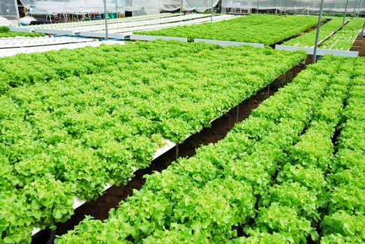 Red oak, green oak, cultivation hydroponics green vegetable in farm