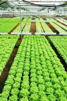 Red oak, green oak, cultivation hydroponics green vegetable in farm