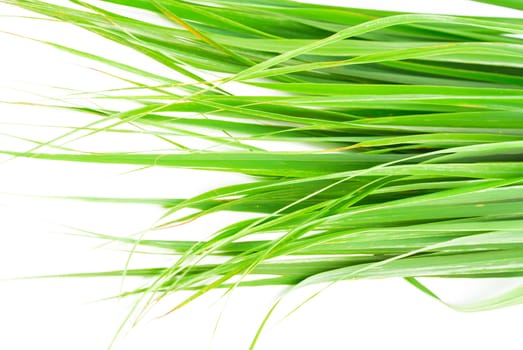 Lemon grass leaf