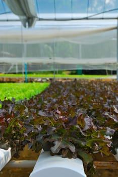 Red oak, green oak, cultivation hydroponics green vegetable in farm