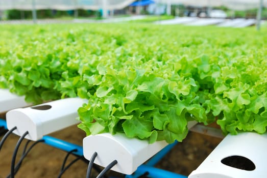 Red oak, green oak, cultivation hydroponics green vegetable in farm