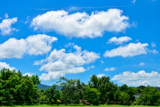 Summer landscape