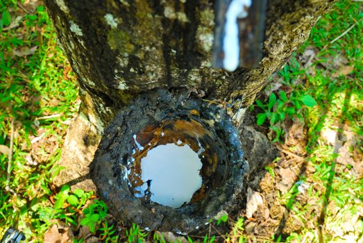 Old rubber tree , rubber and caoutchouc , rubber tapping
