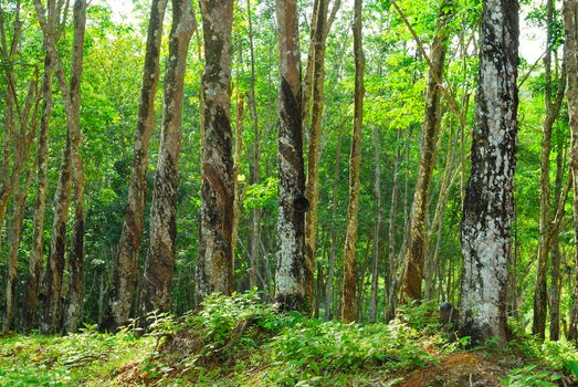 Old rubber tree , rubber and caoutchouc , rubber tapping