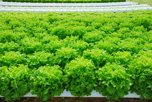 Red oak, green oak, cultivation hydroponics green vegetable in farm