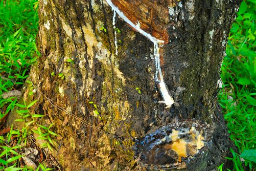 Old rubber tree , rubber and caoutchouc , rubber tapping