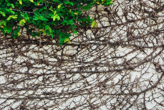 Ivy leaves and root on wall background