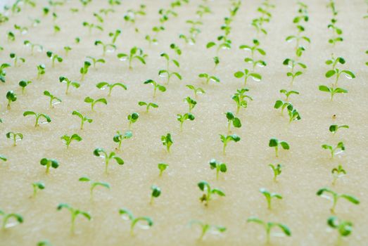 The cultivation of grain salad vegetable in hydroponic farm.