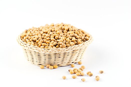 soybean