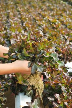 Red oak, green oak, cultivation hydroponics green vegetable in farm