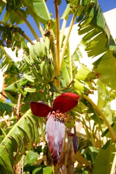Banana tree with a blossom and small green bananas