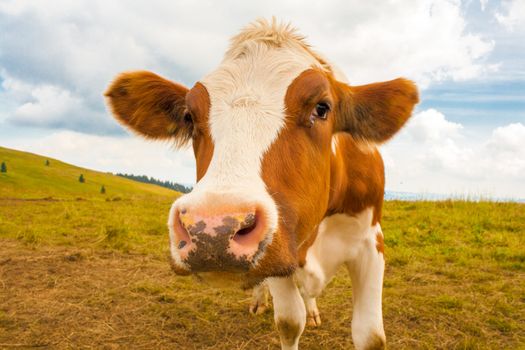 young brown spotted cow in the mountains