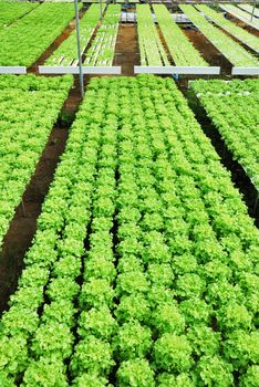 Red oak, green oak, cultivation hydroponics green vegetable in farm