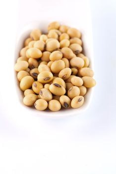 soybean