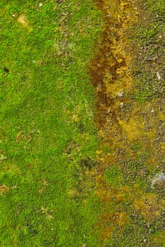 Moss on wall texture background.