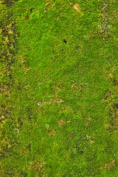 Moss on wall texture background.