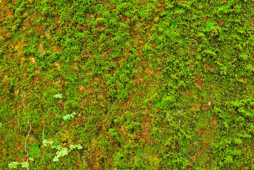 Moss on wall texture background.