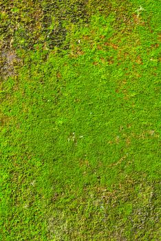 Moss on wall texture background.