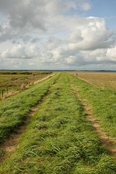 Lush green grass and a track on a dyke running through marshland with a blue cloudy sky in the distance.