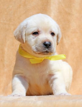yellow nice labrador puppy sitting on yellow background close up