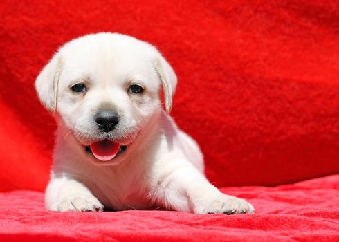 nice happy yellow labrador puppy laying on red