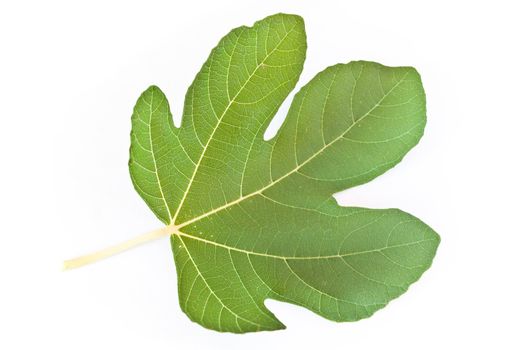isolated leave of fig on white background