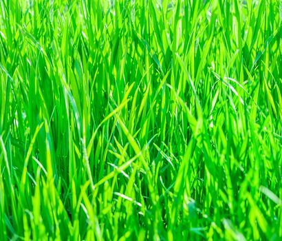 Texture of fresh green grass