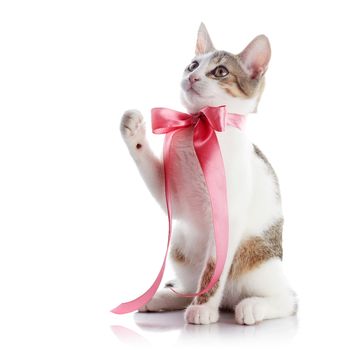 Kitten with a bow. The kitten with a pink tape. Multi-colored small kitten. Kitten on a white background. Small predator. Small cat.