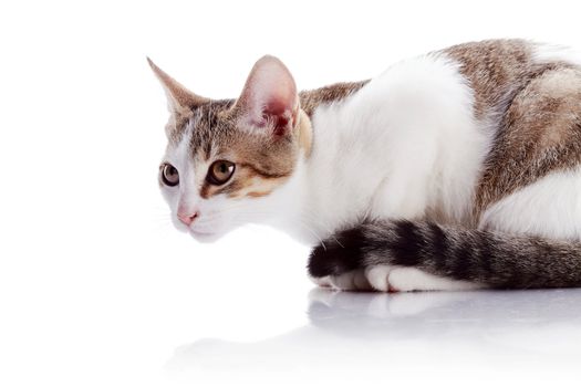 Multi-colored small kitten. Kitten on a white background. Small predator. Small cat.