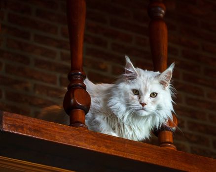 Young white Maine Coon Cat sitting on antiwue brown stairway