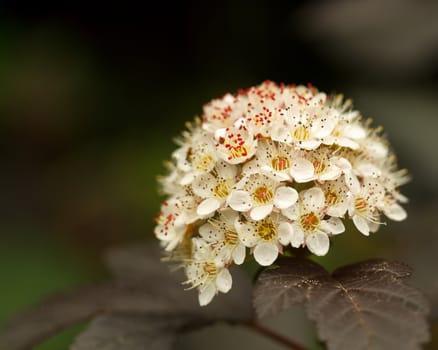 Isolated closeup of a white flower with red pistils in full bloom