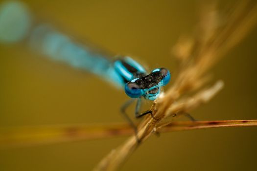 The eyes of this blue damselfly really pop thanks to the creative shallow depth of field