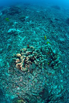 coral reef has been completely destroyed