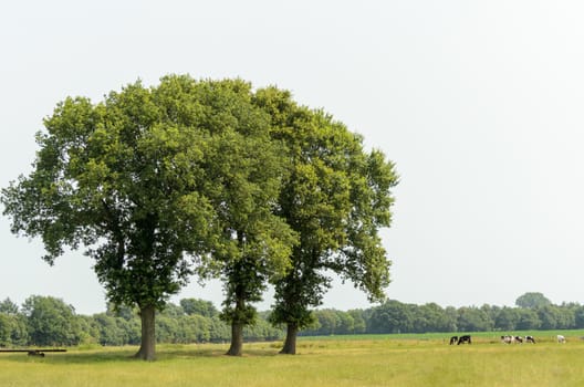Three trees in a line in a green meadow with cows