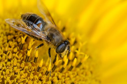 Closeup of a wasp on a yellow sunflower in bloom