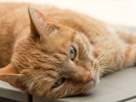 Portrait headshot of a lazy female orange cat lying on a table