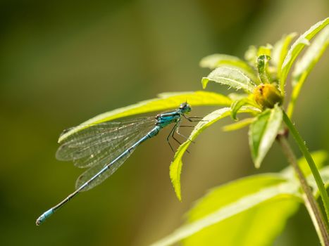 Closeup of blue damselfly sat on the side of a flower