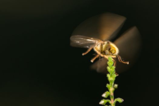 A small yellow insect resembling a fly, takes of from a stem of heather