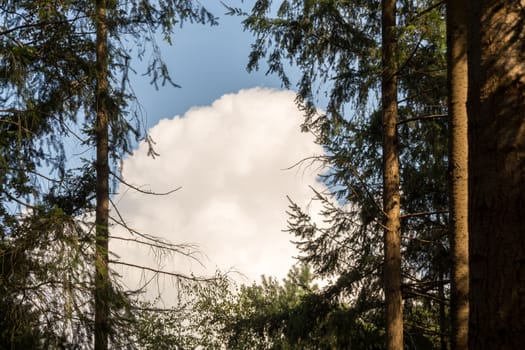 A big cloud is visible through a gap in the trees