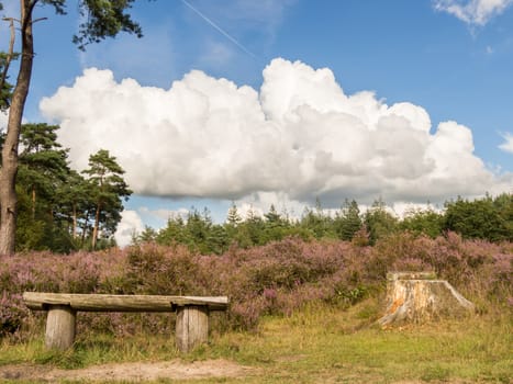 Peaceful scene of a bench standing in heathland with a dramatic cloud in the sky above