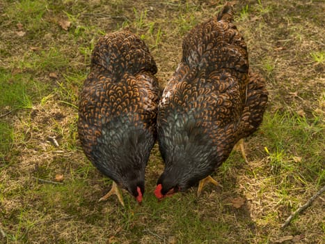 Closeup of two colorful brown chicken eating from the grass
