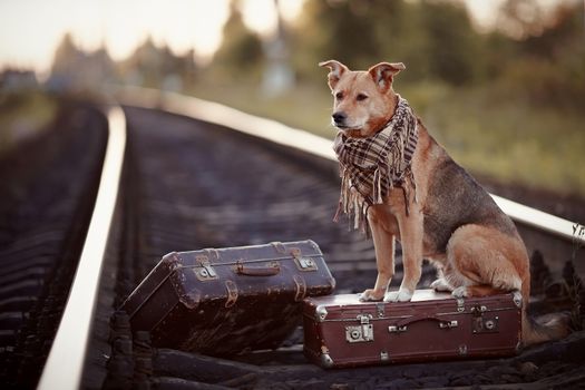 Dog on rails with suitcases. The dog looks for the house. The dog waits for the owner. The lost dog. Mongrel on the road. Dog on rails. Dog with suitcases. Not purebred dog on the road. Traveler. Vagrant dog. Tramp.