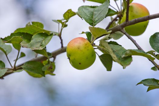 Apples with wormholes at branch of tree